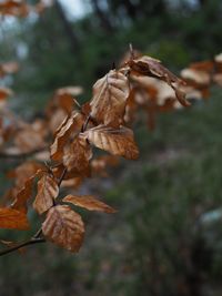 Close-up of dry leaves on plant