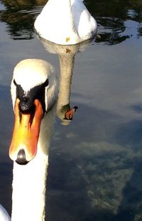 Reflection of birds in water