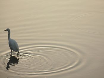 Bird in water