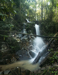 Scenic view of waterfall in forest