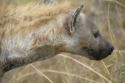 Close-up of dog on field
