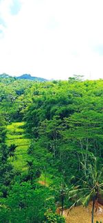 Scenic view of trees growing on field against sky