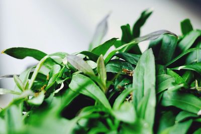 Close-up of leaves