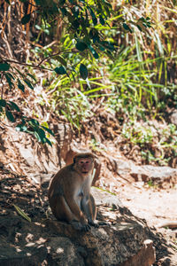 Close-up of monkey