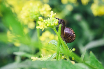 Close-up of snail on plant