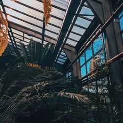 Low angle view of palm trees seen through window