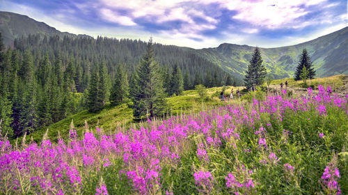 Scenic view of trees and mountains against sky