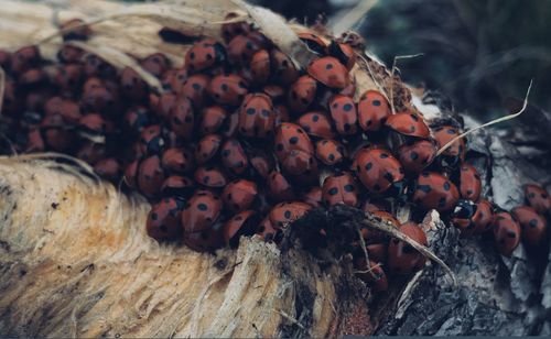 High angle view of fruits on tree