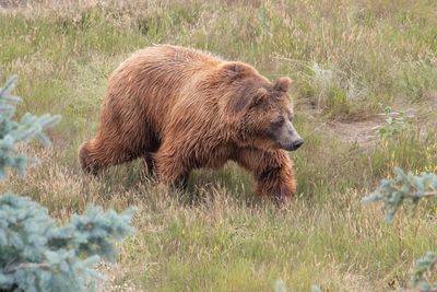 View of an animal on field