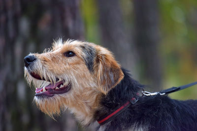 Close-up of dog looking away