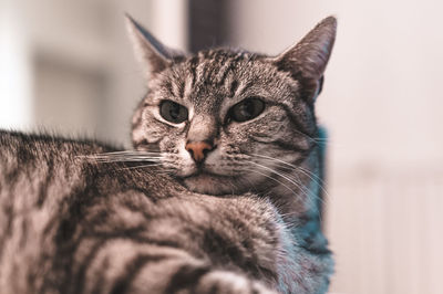 Close-up portrait of a cat at home