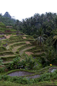 View of trees on landscape against clear sky