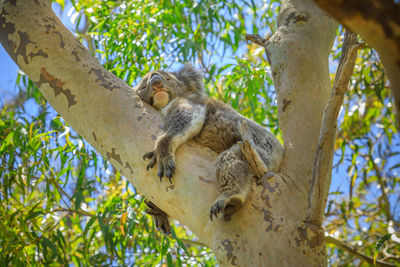 Low angle view of lizard on tree