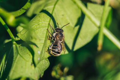 Close-up of insect on leaf