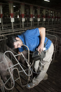 Salamanca, spain, pig farmer checking pregnancy of an iberian pig with an ultrasound device