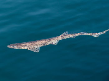 Fish swimming in sea