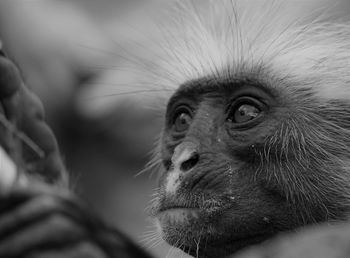 Black and white colubus monkey portrait