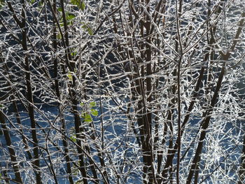 Full frame shot of tree