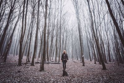 Bare trees in forest
