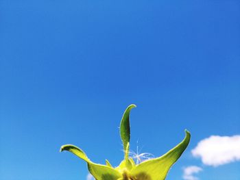 Close-up of plant against blue sky