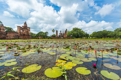 Panoramic view of water lilies in lake against sky