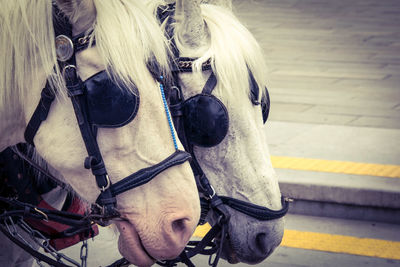 Close-up of horse cart