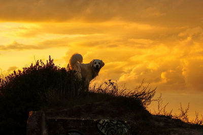 Silhouette horse against sky during sunset