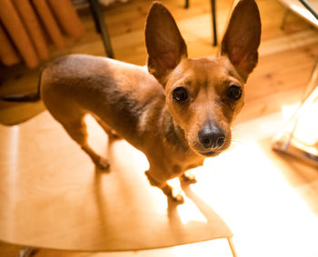 Portrait of dog standing at home