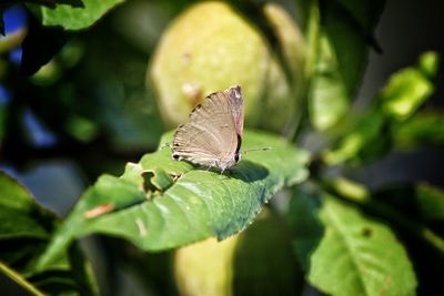 Close-up of butterfly on leaf