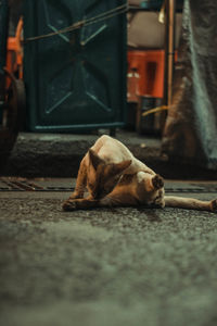 Dog sleeping on street