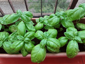 High angle view of vegetables in container