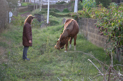 Woman looking at horse and dog on grass