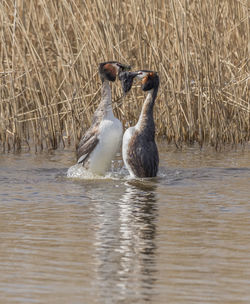 Duck swimming in lake