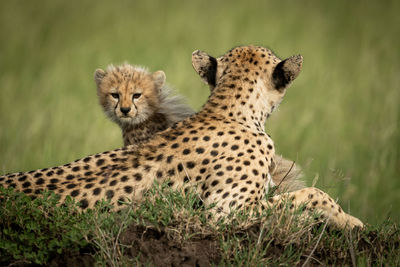 Full length of cheetah sitting on rock