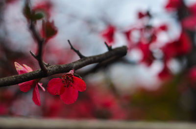 Close-up of red flowering plant