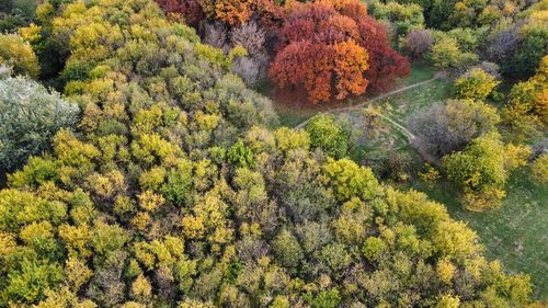 Trees in forest during autumn