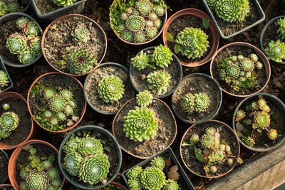 Full frame shot of potted plants