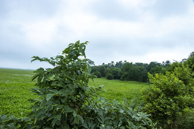 Trees on field against sky