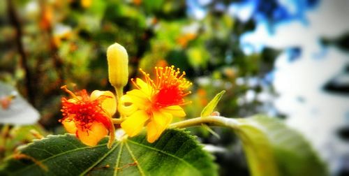 Close-up of yellow flower