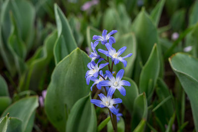 Close-up of purple flowering plant