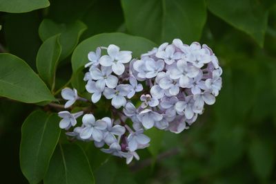 Close-up of purple flowers