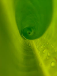 Macro shot of water drops on leaf