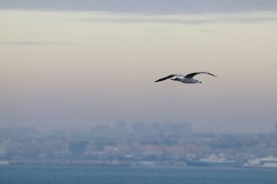 Seagull flying over sea against sky