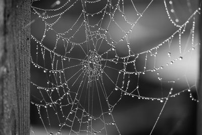 Close-up of spider on web