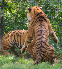 Tiger in a field