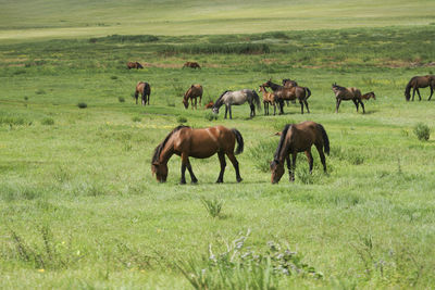 A herd of horses is grazed on a green meadow. rural landscape