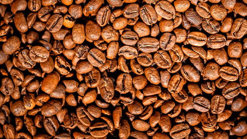 Arabica coffee seed