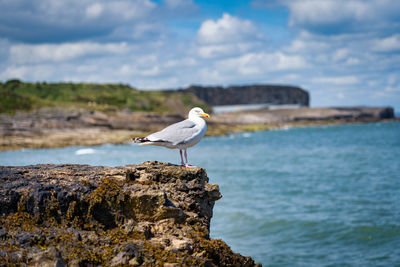 Seagull on stone wall 