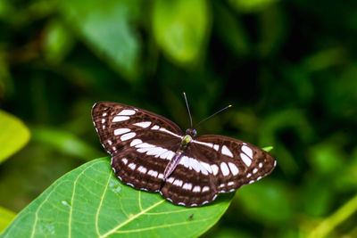 Close-up of butterfly on leaf