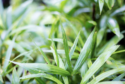 Close-up of wheat growing on field